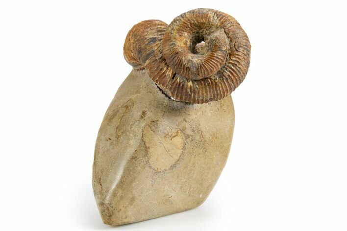 Fossil Heteromorph (Nostoceras) Ammonite - Madagascar #303320